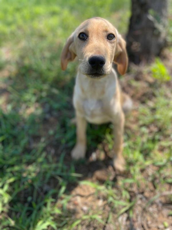 Bellissimo cucciolo di 4 mesi chiuso in box da solo Foto 6