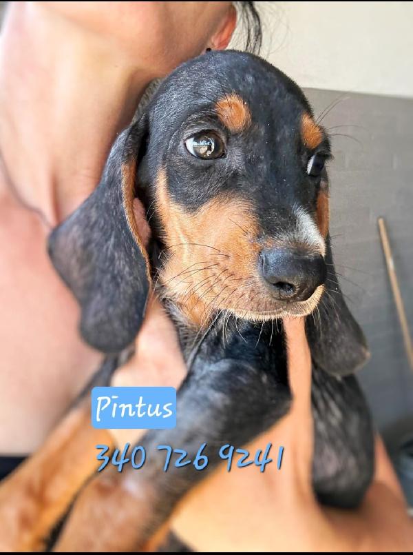 Pintus: Cucciolo Di 2 Mesi Taglia Medio Piccola 