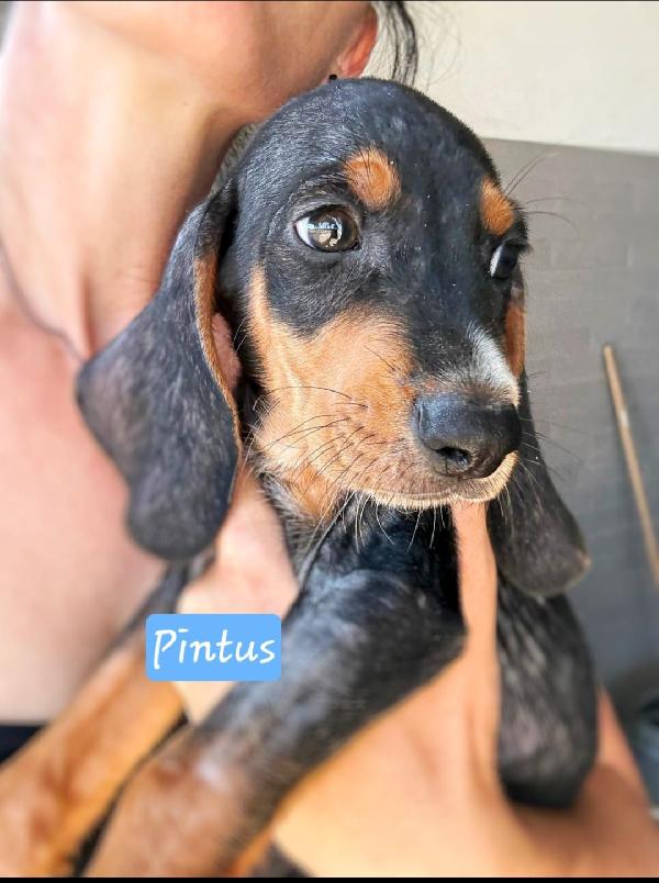 Pintus: cucciolo di 2 mesi taglia medio piccola  Foto 2