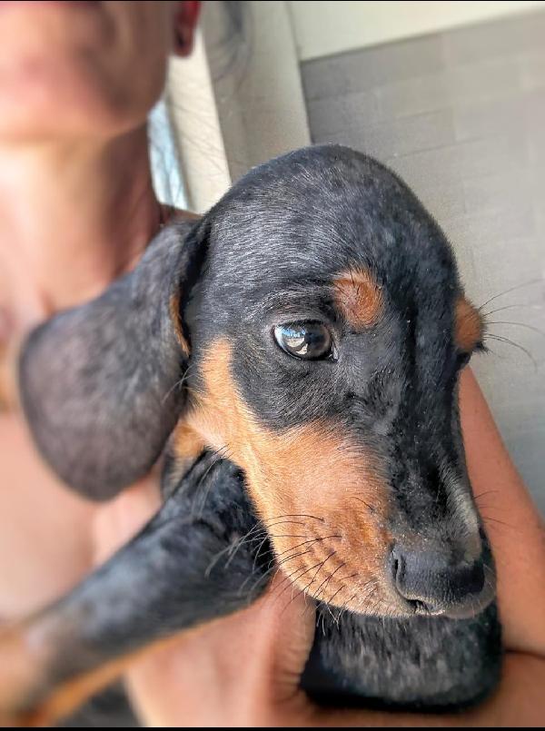 Pintus: cucciolo di 2 mesi taglia medio piccola  Foto 3