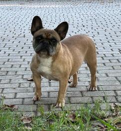 Zabrina Bouledogue Francese