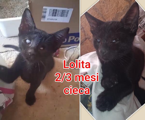 Chiamate per salvare un micio  Foto 3