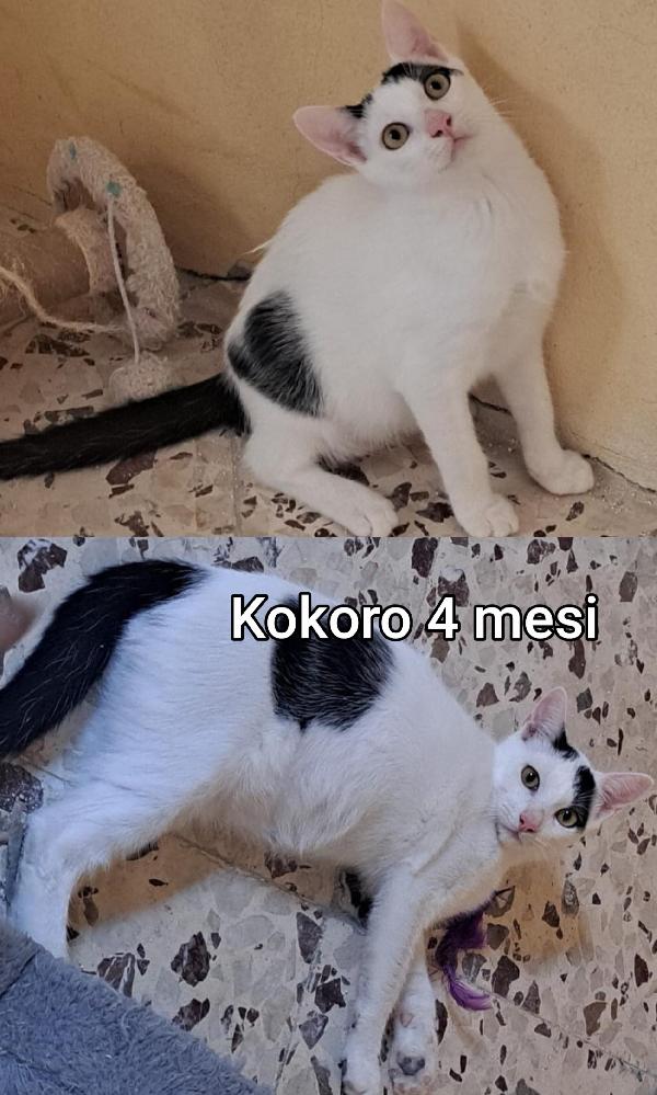 Chiamate per salvare un micio  Foto 4
