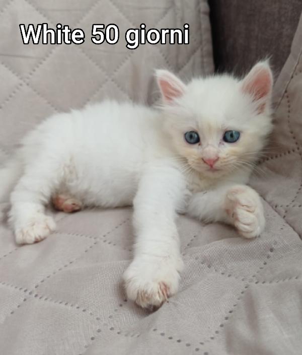 Gattini Abbandonati! Emergenza 