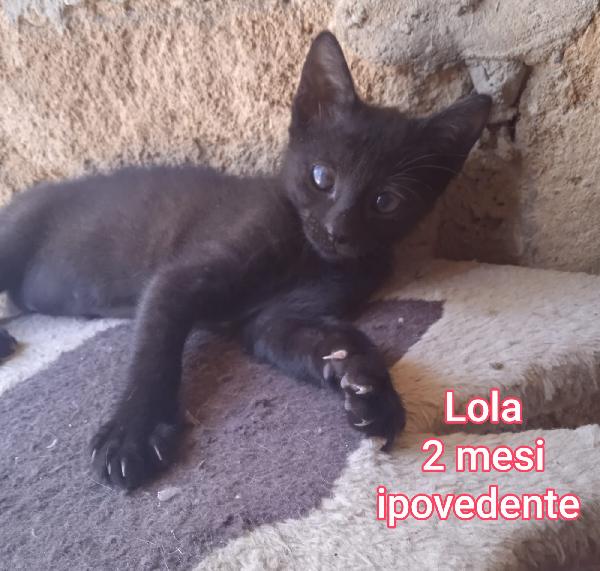 GATTINI ABBANDONATI! EMERGENZA  Foto 2