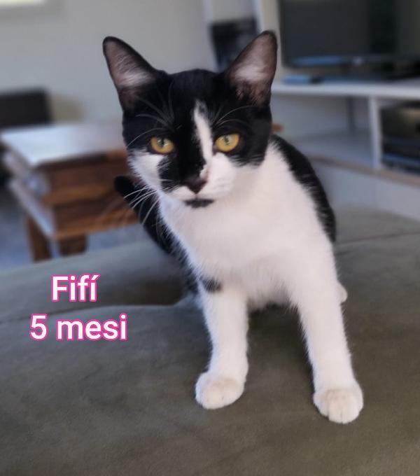 GATTINI ABBANDONATI! EMERGENZA  Foto 3
