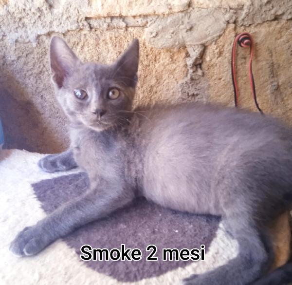 GATTINI ABBANDONATI! EMERGENZA  Foto 4