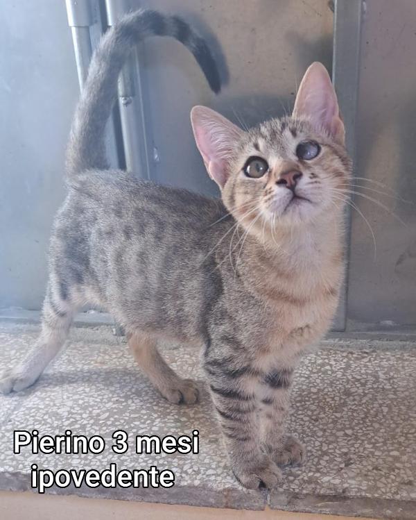 GATTINI ABBANDONATI! EMERGENZA  Foto 5
