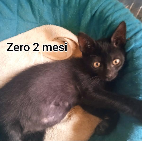 GATTINI ABBANDONATI! EMERGENZA  Foto 7
