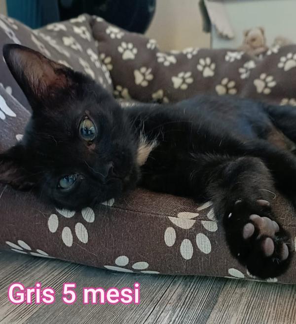 GATTINI ABBANDONATI! EMERGENZA  Foto 9