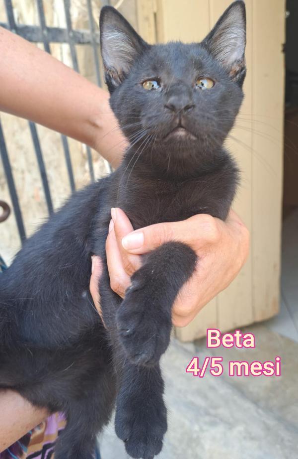 GATTINI ABBANDONATI! EMERGENZA  Foto 10