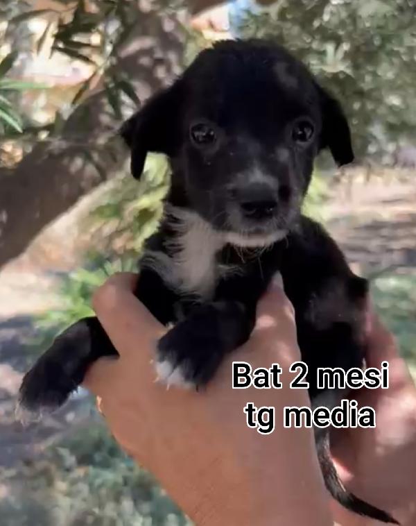 2 mesi: cuccioli abbandonati  Foto 4