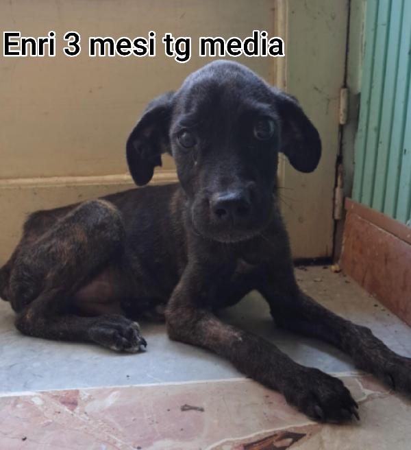 2 mesi: cuccioli abbandonati  Foto 5