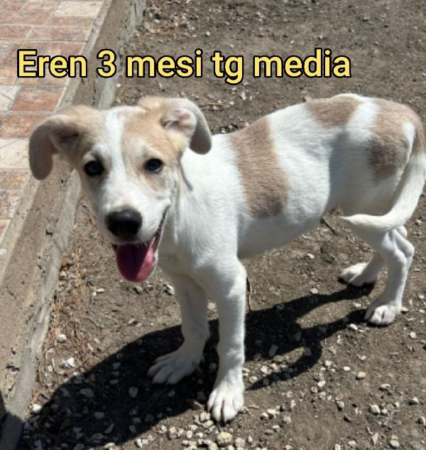 2 mesi: cuccioli abbandonati  Foto 6