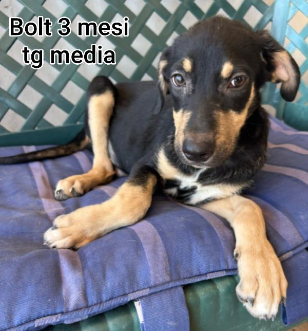 2 mesi: cuccioli abbandonati  Foto 7