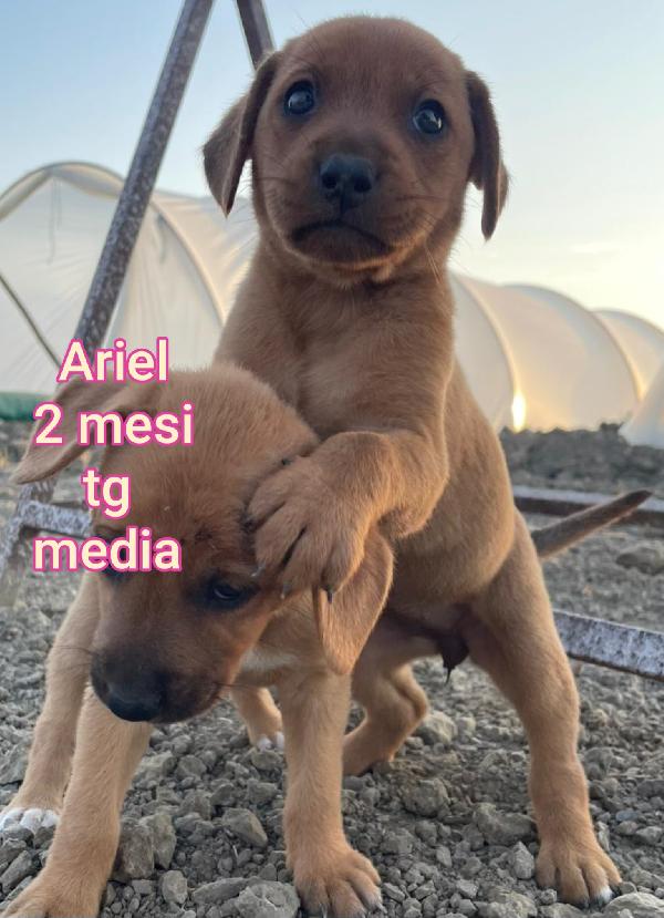 2 mesi: cuccioli abbandonati  Foto 8