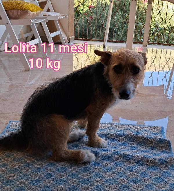 Cani piccini cercano famiglia  Foto 5