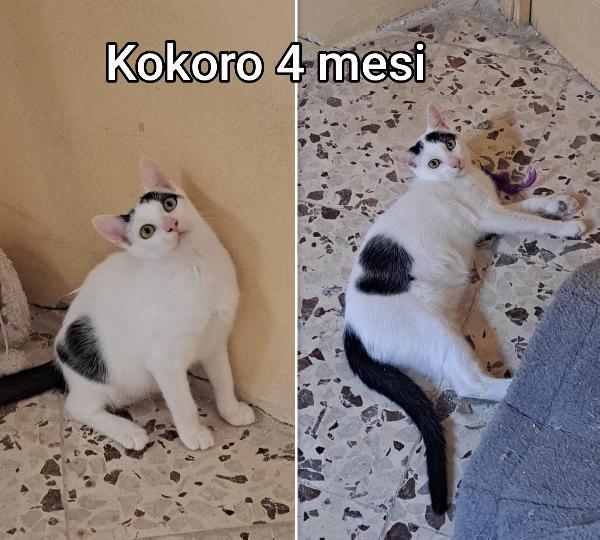 Micetti in cerca d' amore! Foto 4
