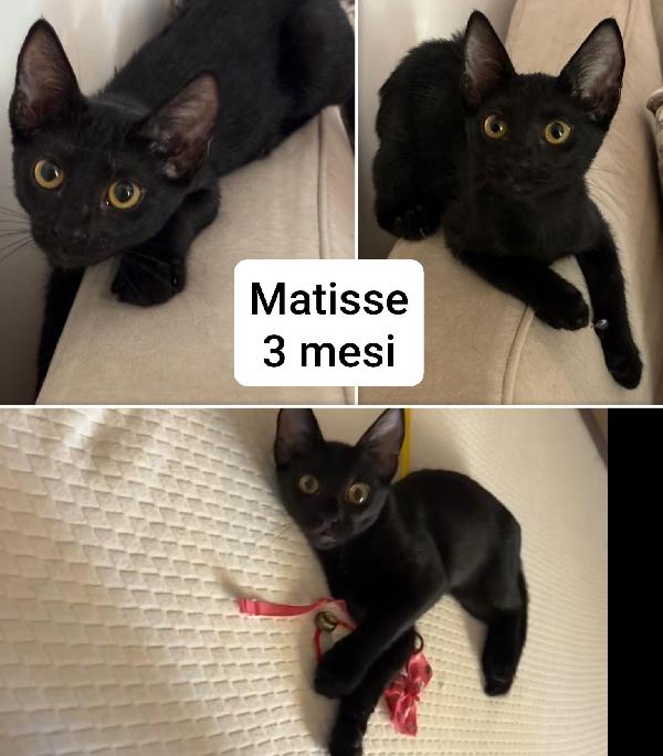 Micetti in cerca d' amore! Foto 8