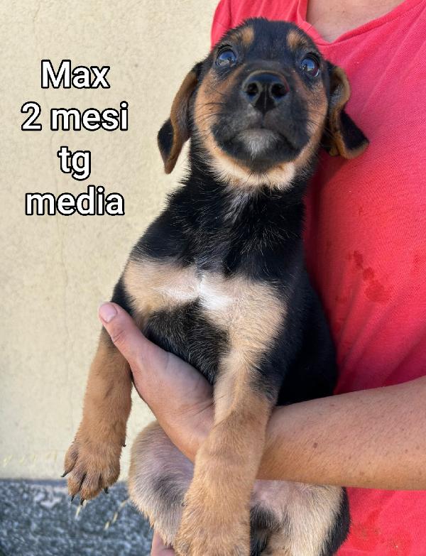 Adozioni cuccioli senza casa Foto 2