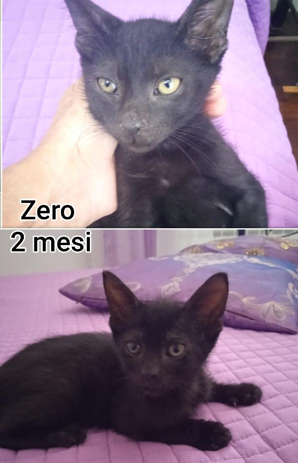 Telefonate Per Salvare Un Gattino.