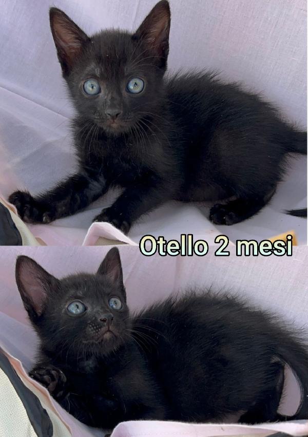 Telefonate per salvare un gattino. Foto 7