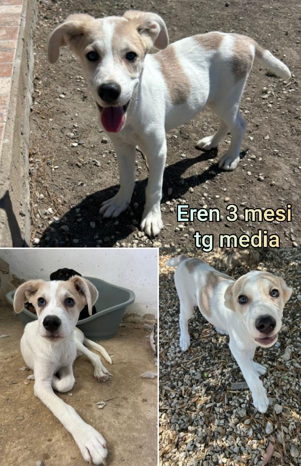 Siamo Sommerse Dai Cuccioli 