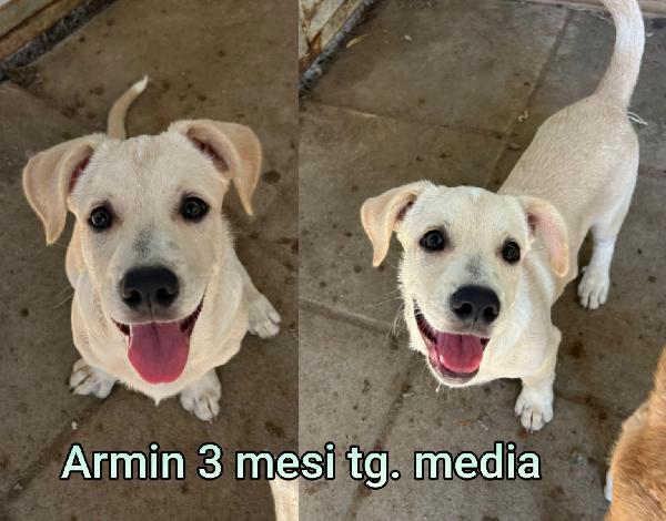 Siamo sommerse dai cuccioli  Foto 2