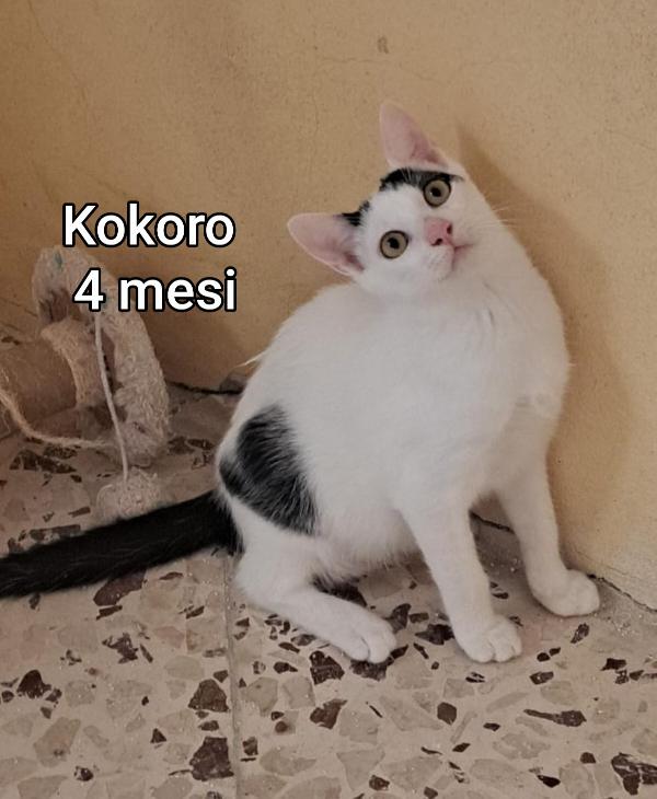 MICINI ABBANDONATI! URGENTE Foto 7