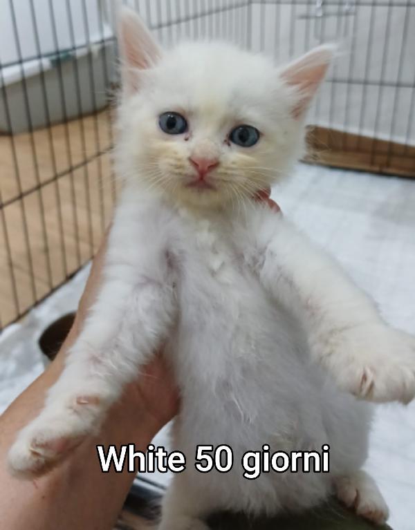 MICINI ABBANDONATI! URGENTE Foto 9