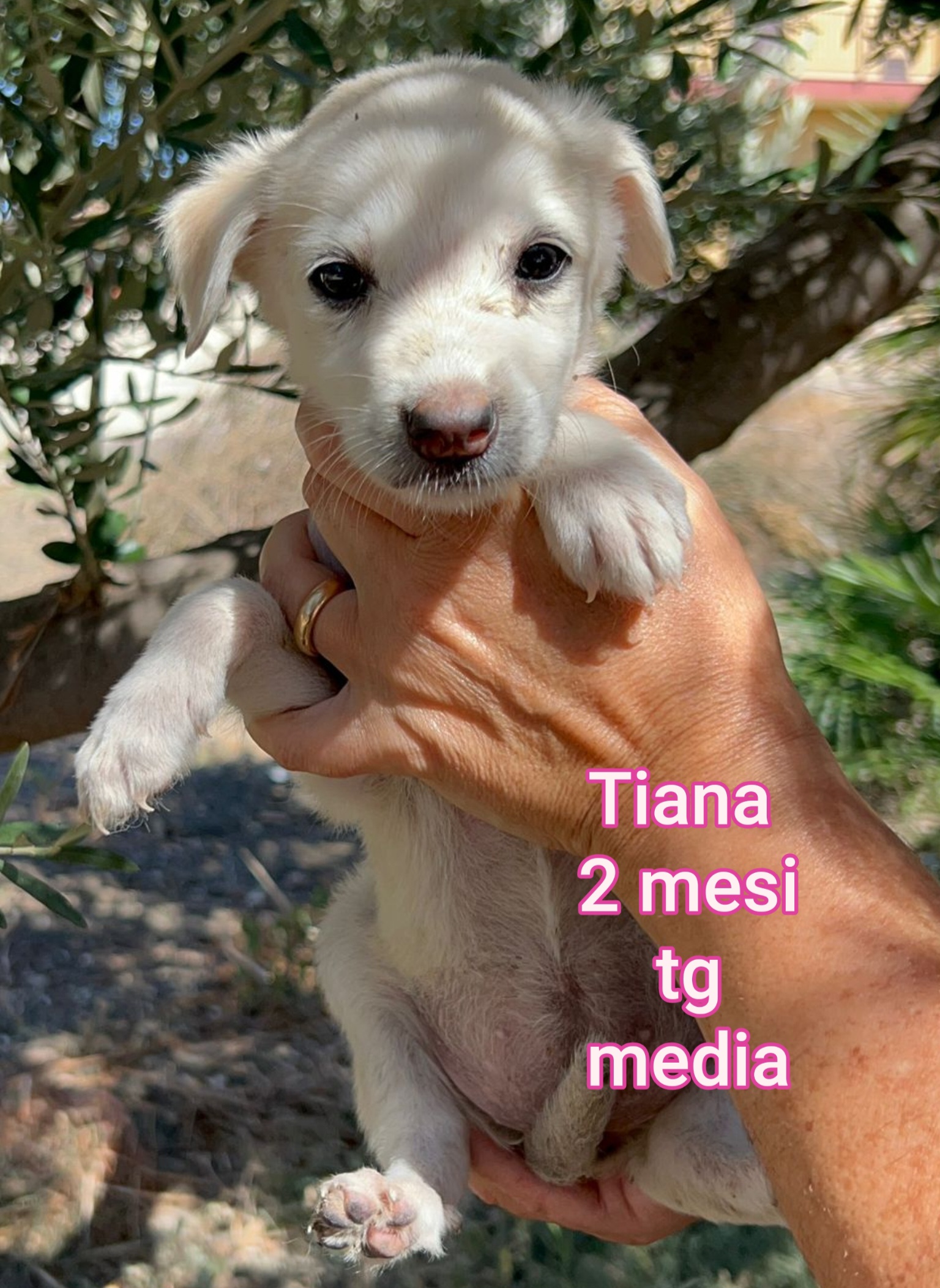 cani in regalo a torino