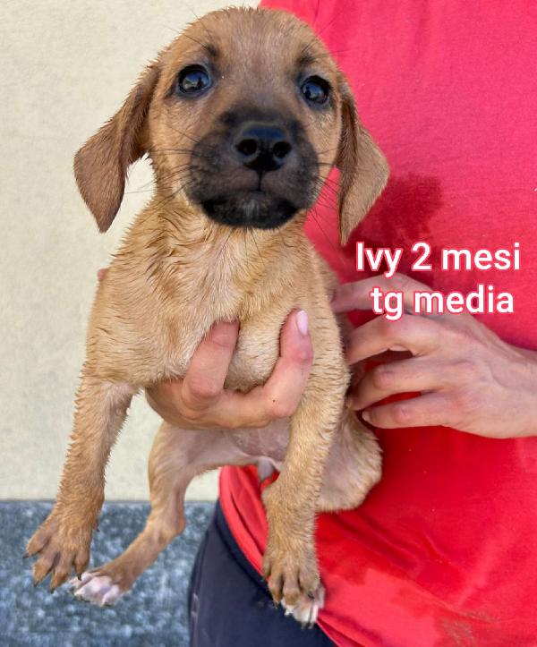 TENERISSIMI CUCCIOLI! 2/3 MESI Foto 3