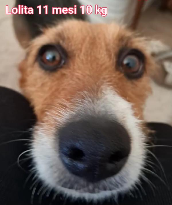 Cani Tg.piccola/Contenuta