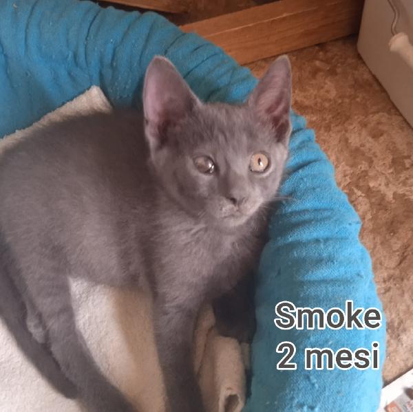 ADORABILI GATTI PICCINI Foto 3