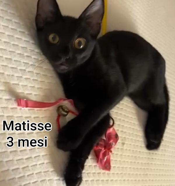 ADORABILI GATTI PICCINI Foto 6