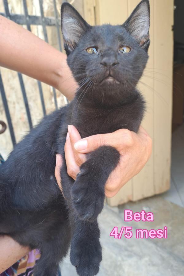 ADORABILI GATTI PICCINI Foto 7