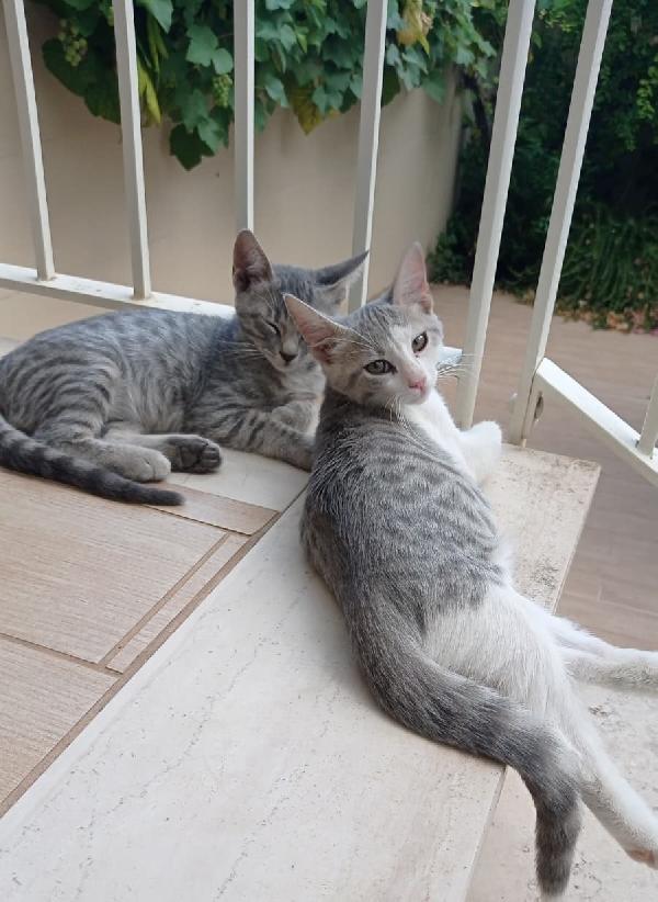 Giulietta, Romeo E Teo 3 Mesi Di Dolcezza