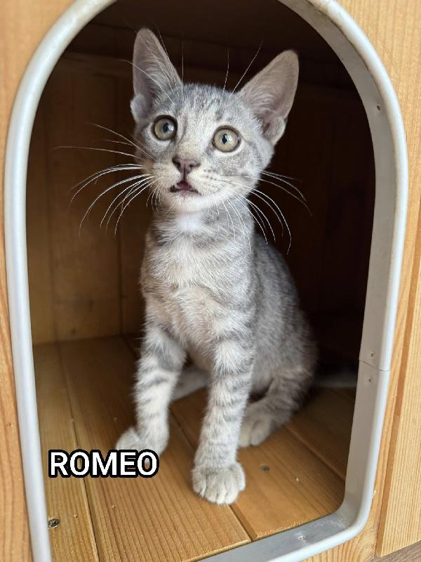 Giulietta, Romeo e Teo 3 mesi di dolcezza Foto 3