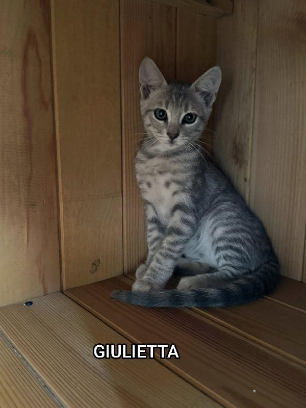 Giulietta, Romeo e Teo 3 mesi di dolcezza Foto 4