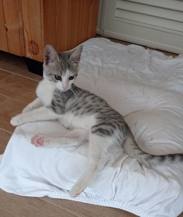 Giulietta, Romeo e Teo 3 mesi di dolcezza Foto 5