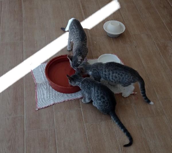 Giulietta, Romeo e Teo 3 mesi di dolcezza Foto 6