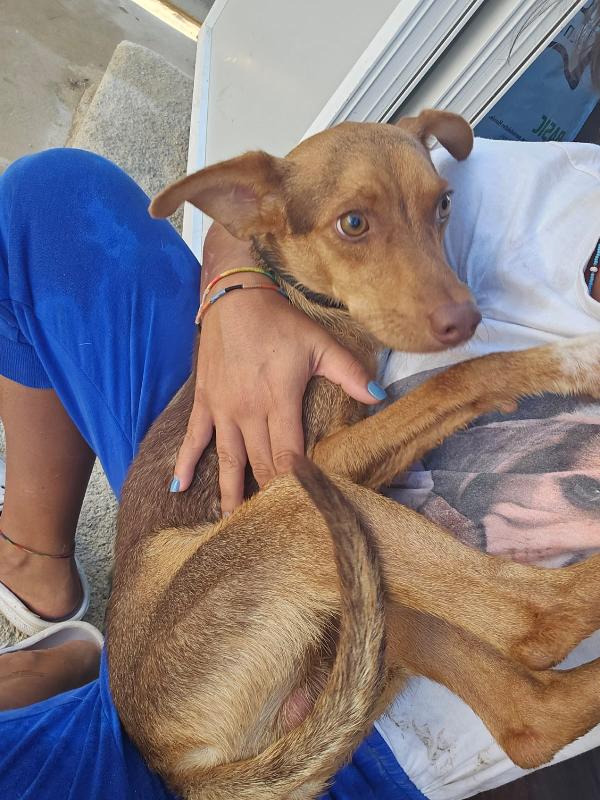 Lupo Splendido Dolce Cucciolo Tg Piccola 