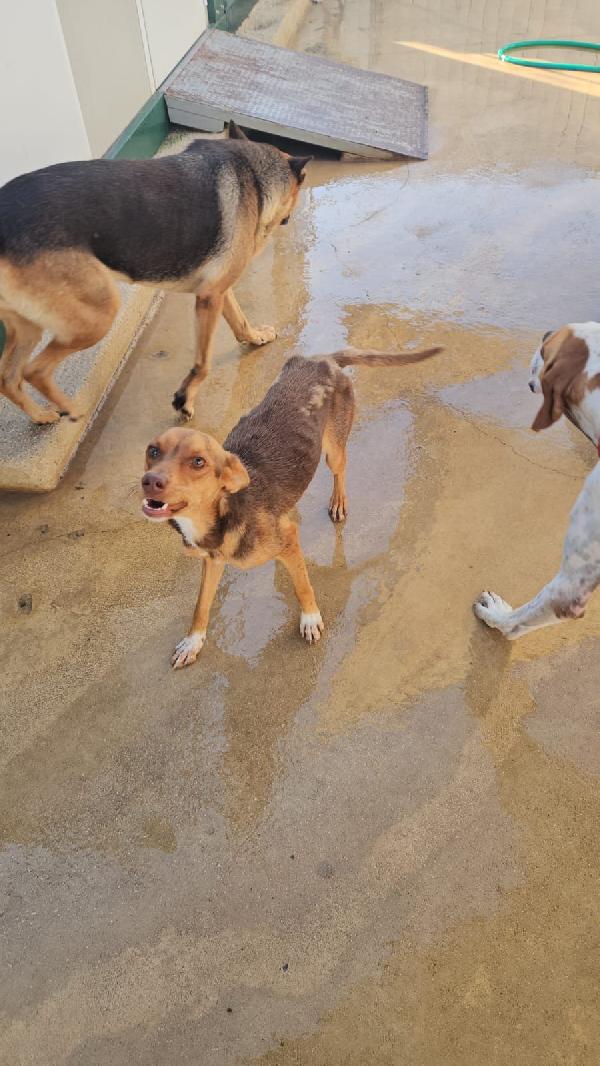 Lupo Splendido Dolce Cucciolo Tg Piccola  Foto 2