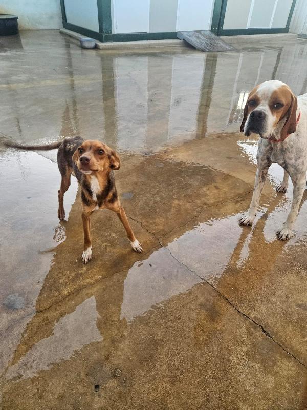 Lupo Splendido Dolce Cucciolo Tg Piccola  Foto 3