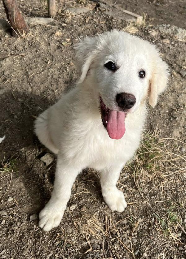 Adozione dolce cucciolo di 3 mesi chiuso in box  Foto 2