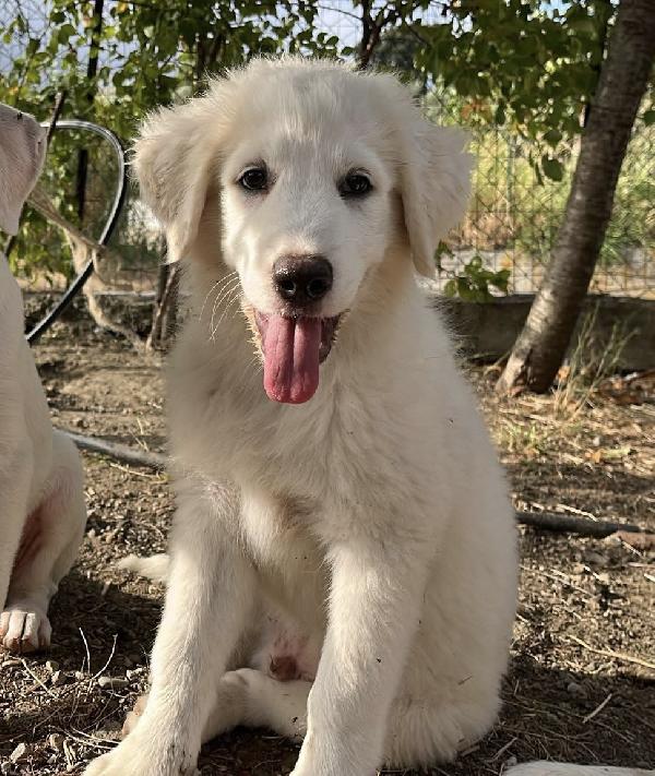 Adozione dolce cucciolo di 3 mesi chiuso in box  Foto 3