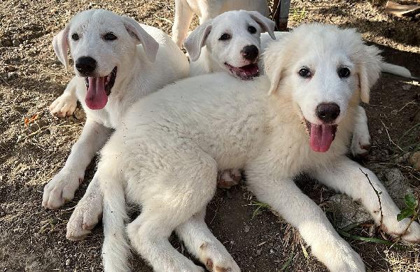 Adozione dolce cucciolo di 3 mesi chiuso in box  Foto 4