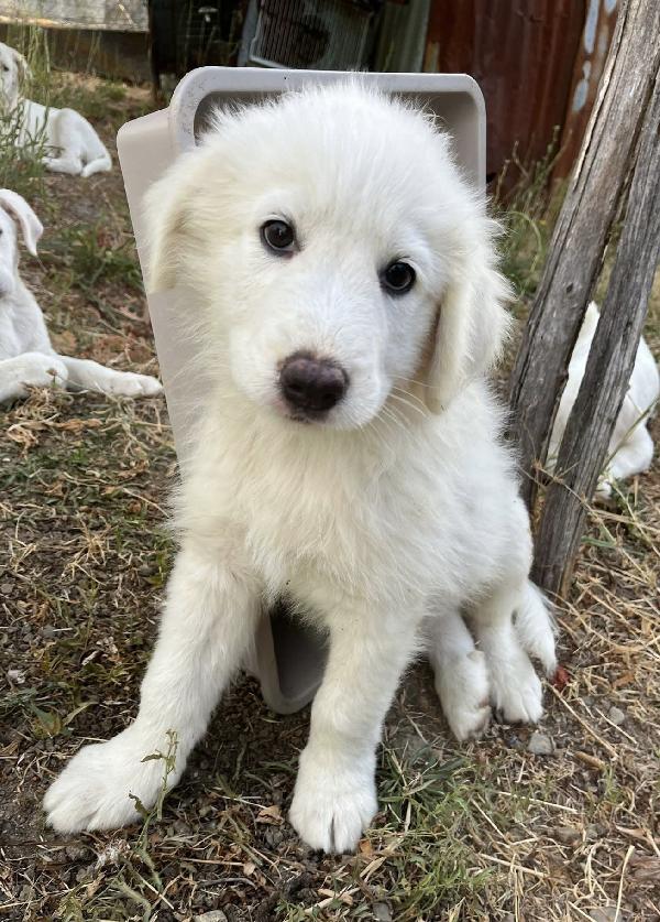 Adozione dolce cucciolo di 3 mesi chiuso in box  Foto 5