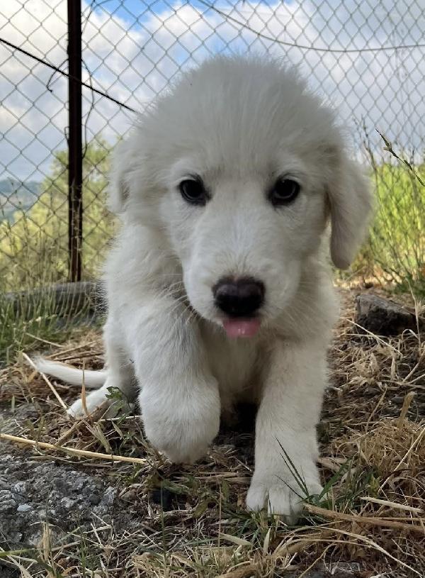 Adozione dolce cucciolo di 3 mesi chiuso in box  Foto 6