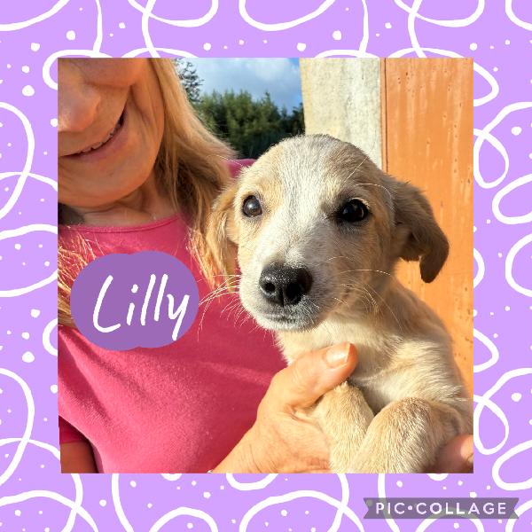 ✨🐾 Lilly 🐾✨ Spendida Cucciola Taglia Medio Piccola In Adozione 